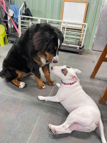 犬極屋 - 住宿日常