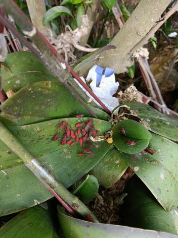 環譽有限公司 - 家庭園藝造景蟲害防治