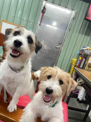 犬極屋 - 住宿日常