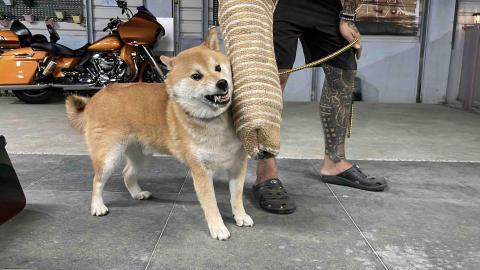 犬極屋 - 寵物抽離訓練