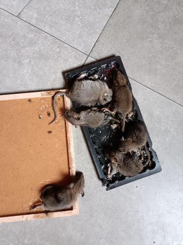 環譽有限公司 - 老鼠防治