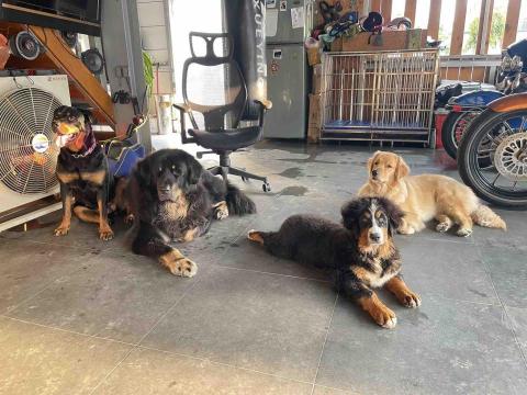 犬極屋 -  幼犬習慣養成教育