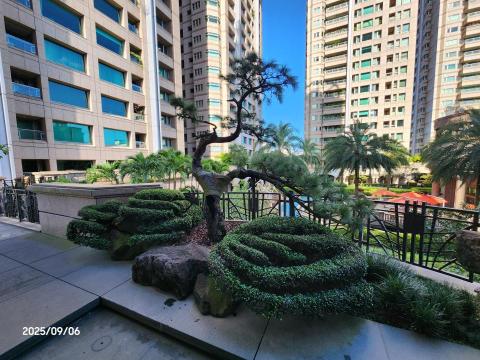 張凱翔 - 松柏類及層形灌木維護修剪。