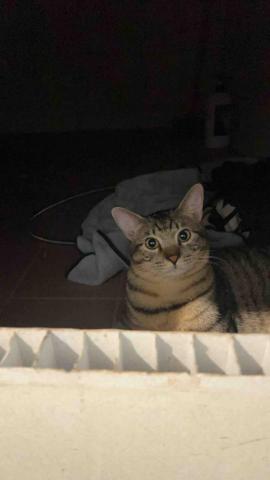 summer寵物保母 - 小花:活潑可愛的小寶貝,非常親人也愛撒嬌。 summer寵物保母 - 小花:活潑可愛的小寶貝,非常親人也愛撒嬌。