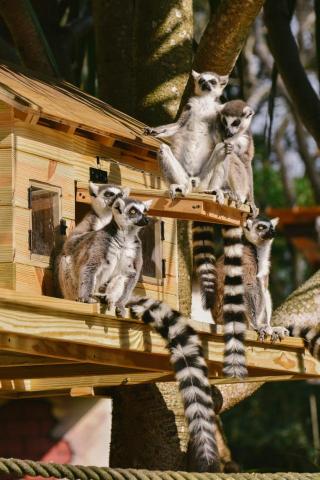 劉適仲 - 環尾狐猴行豐小木屋