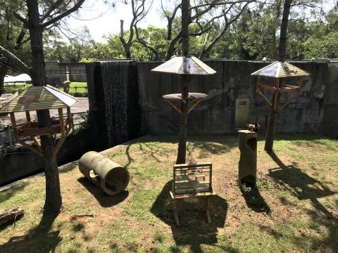 劉適仲 - 褐戴帽捲尾猴樹屋，提供更多的垂直空間活動場域，讓動物能有更豐富的活動路徑!