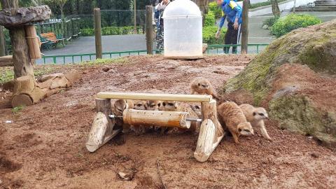 劉適仲 - 狐獴行豐設施，藉由天然的竹子製作成的行豐設施，大大的延長動物採食時間!