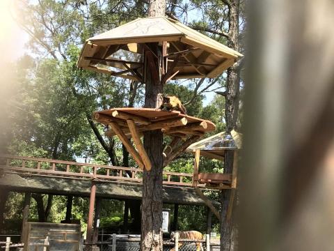 劉適仲 - 利用繩索裝置將食物送往高處，多樣化的採食空間，增加動物探索場域的動力!