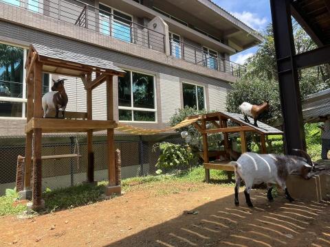 劉適仲 - 利用現地地勢打造不同高度的山羊平台，也提供遮陽避雨的功能，使遊客能更近距離的觀賞動物習性!