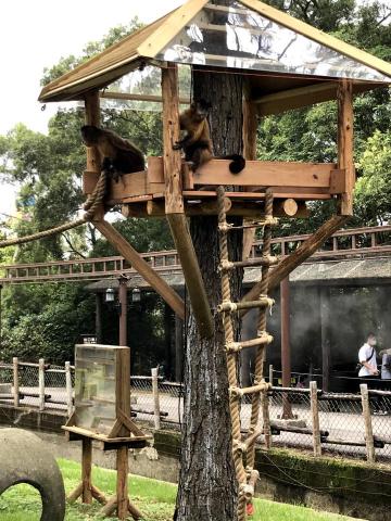 劉適仲 - 樹屋平台不僅符合動物習性，也照顧到日常打掃維護的需求，平台周邊預留空隙，垃圾雜物可以快速地做清潔。