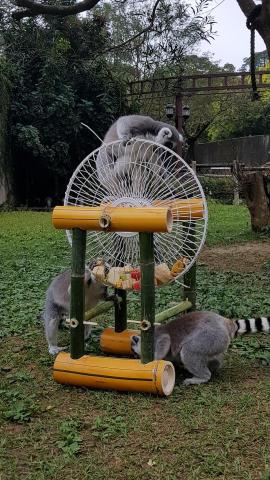 劉適仲 - 利用廢棄的風扇網，與天然的竹子素材，製作成動物進食的豐富化設施，不僅延長動物的採食時間，也讓遊客能耳目一新!