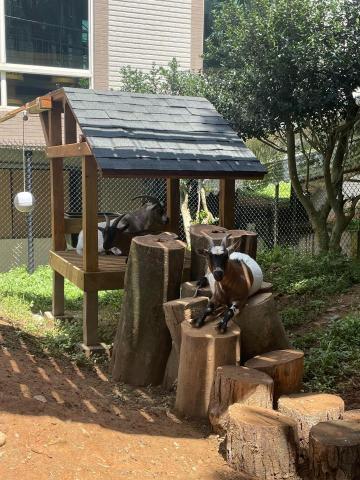 劉適仲 - 場域設計上希望能呈現山羊爬高的特性，打造可攀爬的屋頂，並連接至另一座木屋!