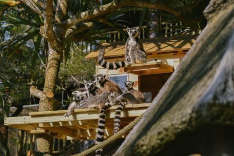 劉適仲 - 利用現場的紅刺露兜樹搭設樹屋平台，不僅是環尾狐猴平時曬太陽的最佳地點，也充分地讓遊客能清楚的觀賞動物的行為表現!