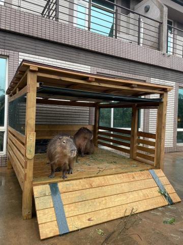 劉適仲 - 水豚發呆亭，提供水豚放置草料空間，不僅可以遮風避雨，更是水豚消暑的好場所。除了日常照養需求外，前門關閉後更可以做為動物隔離、混群、生產的單獨獸舍，兼具多樣的功能性!