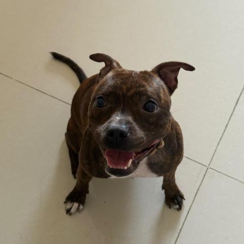 提供irent汽車服務的專家Ivy