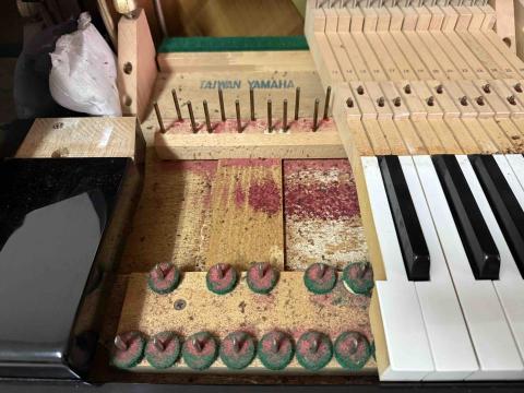 新展國際鋼琴維修技術 - 蟲蟲危機