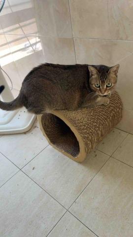 summer寵物保母 - 鮪魚:親人愛討摸摸的鮪魚,雖然已經9歲了,但是看起來非常年輕有活力的貓咪。 summer寵物保母 - 鮪魚:親人愛討摸摸的鮪魚,雖然已經9歲了,但是看起來非常年輕有活力的貓咪。