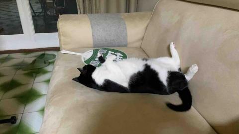 阿肥的家 - 哇愛睏…別吵