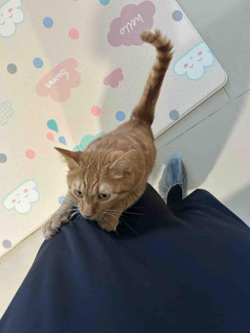 summer寵物保母 - Koromo:這個孩子越來越黏人了,我基本上每個月都會服務這位小可愛,每次看到我都要討摸摸,現在還會往身上跳,特別親人。 summer寵物保母 - Koromo:這個孩子越來越黏人了,我基本上每個月都會服務這位小可愛,每次看到我都要討摸摸,現在還會往身上跳,特別親人。