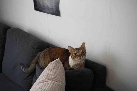 柯宏昇 木吉他電吉他「入門/伴奏/彈唱/技巧/樂理/演奏 - Cat