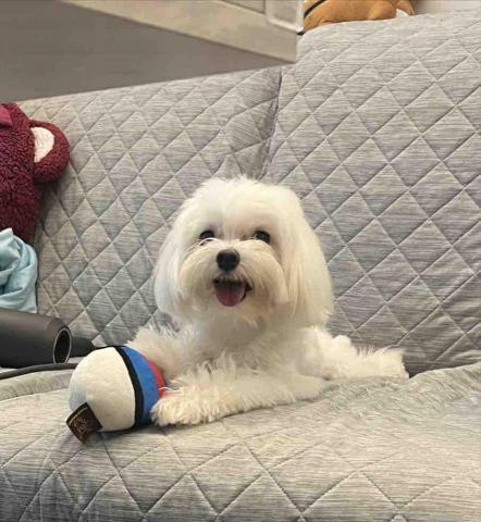 毛大叔狗私塾 - 活潑可愛愛找喵喵玩的歐歐
#狗學生 毛大叔狗私塾 - 活潑可愛愛找喵喵玩的歐歐
#狗學生