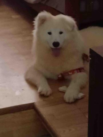 毛大叔狗私塾 - 可愛的電電薩摩耶
#狗學生 毛大叔狗私塾 - 可愛的電電薩摩耶
#狗學生