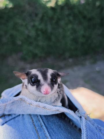 邱思綺 - 家裡的蜜袋鼯~~