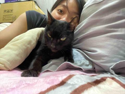 雙北新莊板橋-到府寵物保母(可接單 - 照顧腎衰末期老奶奶