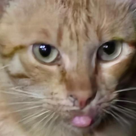 提供所得稅信用卡服務的專家洪于童