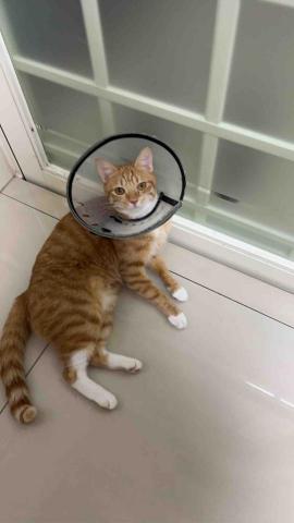 summer寵物保母 - 芒果:非常親人的芒果各種撒嬌黏人,真是一隻天使貓。 summer寵物保母 - 芒果:非常親人的芒果各種撒嬌黏人,真是一隻天使貓。