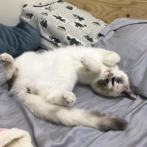 雙北新莊板橋-到府寵物保母(可接單 - 我家寶貝女兒