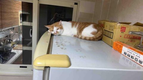 summer寵物保母 - 蛋餅:每次到府蛋餅看到我都躲起來,非常怕生,我也沒有強迫牠,結果牠慢慢出現在我的視線中讓我拍照也沒有特別緊張了,一切順其自然。 summer寵物保母 - 蛋餅:每次到府蛋餅看到我都躲起來,非常怕生,我也沒有強迫牠,結果牠慢慢出現在我的視線中讓我拍照也沒有特別緊張了,一切順其自然。