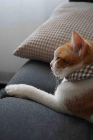 柯宏昇 木吉他電吉他「入門/伴奏/彈唱/技巧/樂理/演奏 - 珊瑚?