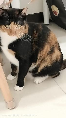 姚慧寧 - 照顧的貓咪