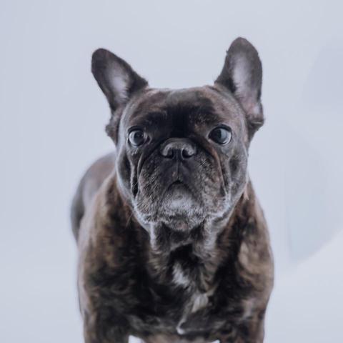 提供簡報製作服務的專家Kiki｜簡報製作美化、設計排版