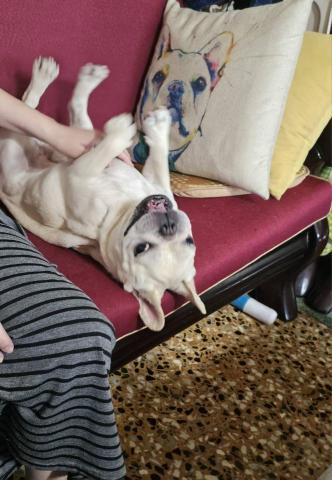 姚慧寧 - 狗狗散步，陪玩