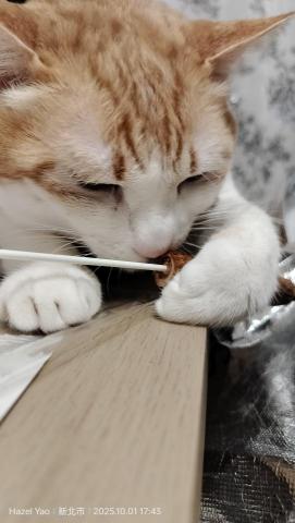 姚慧寧 - 貓咪陪玩