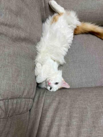 提供鳥寄宿服務的專家卓品伶