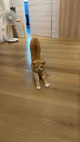 summer寵物保母 - 花生:最近服務的寶貝都是橘貓,橘貓真的超級天使貓,每一隻都很可愛。花生嘴巴超愛碎念,要多摸摸他才會安靜下來。 summer寵物保母 - 花生:最近服務的寶貝都是橘貓,橘貓真的超級天使貓,每一隻都很可愛。花生嘴巴超愛碎念,要多摸摸他才會安靜下來。