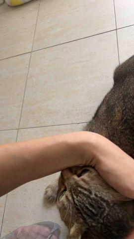 summer寵物保母 -  summer寵物保母 -