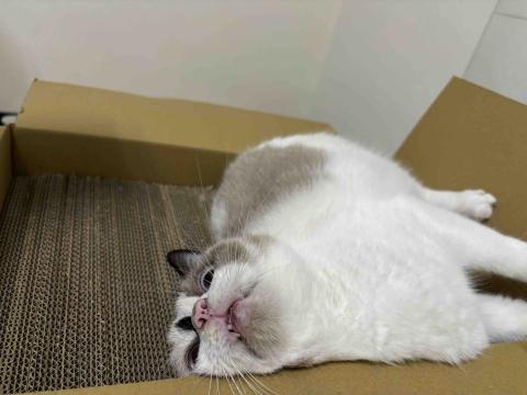 提供板橋按摩ptt服務的專家新莊板橋-精緻居家清潔（暫不接單