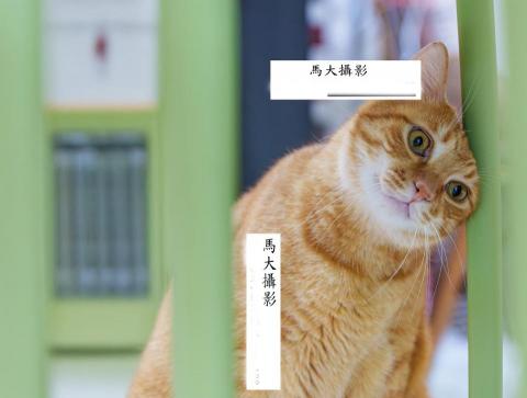 馬大攝影 - 