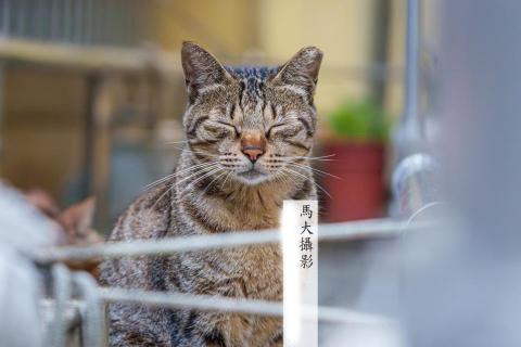 馬大攝影 - 