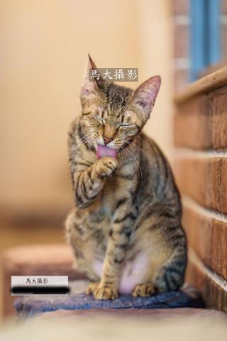 馬大攝影 - 