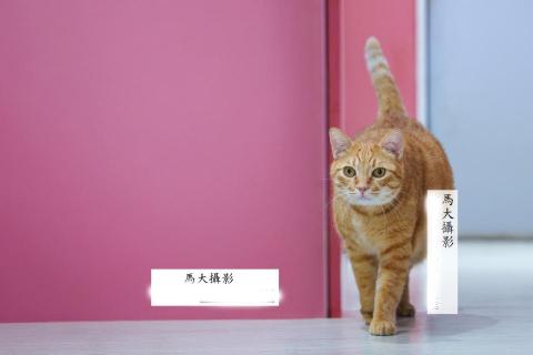 馬大攝影 - 