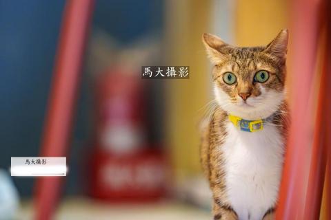 馬大攝影 - 
