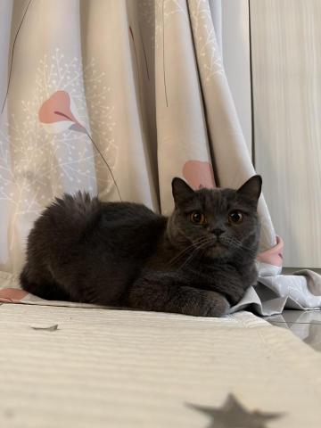 chou chou個人工作室 - 雇主是醫護人員，有時因臨時加班讓貓咪太長時間在家會擔心，委託我過去陪玩、處理貓砂，讓貓咪不會太思念主人