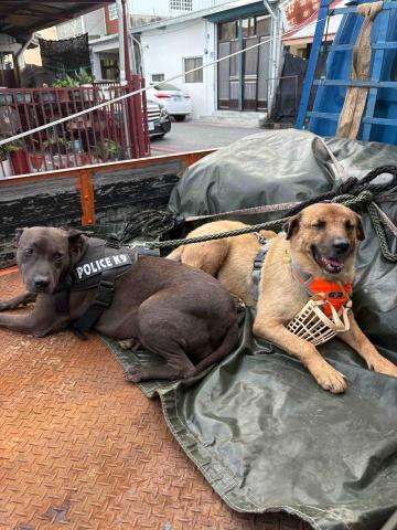 送.搬.包裝貨。托運器械李先生 - 自己家的狗。假日出門走走。上山下海 