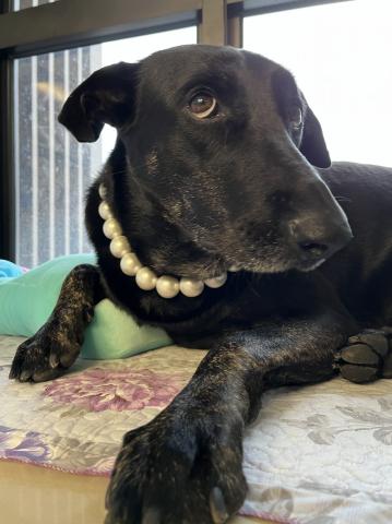 chou chou個人工作室 - 倒府接送寶貝外出散步，或到府陪玩、餵食、處理排泄、接去看診都可喔～通常動物們看到我不會特別嗨，除非我跟他們玩。懂貓犬的個性，其他生活習慣需雇主說明會更好喔～