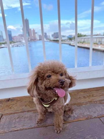 提供幫忙買東西服務的專家陳沐辰